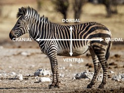 Lateral view of a quadruped (Yathin S Krishnappa, CC BY-SA 4.0 <https://creativecommons.org/licenses/by-sa/4.0>, via Wikimedia Commons) Lateral view of a quadruped